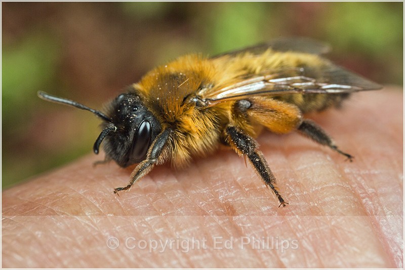 Andrena nigroaenea (f) - Andrena nigroaenea