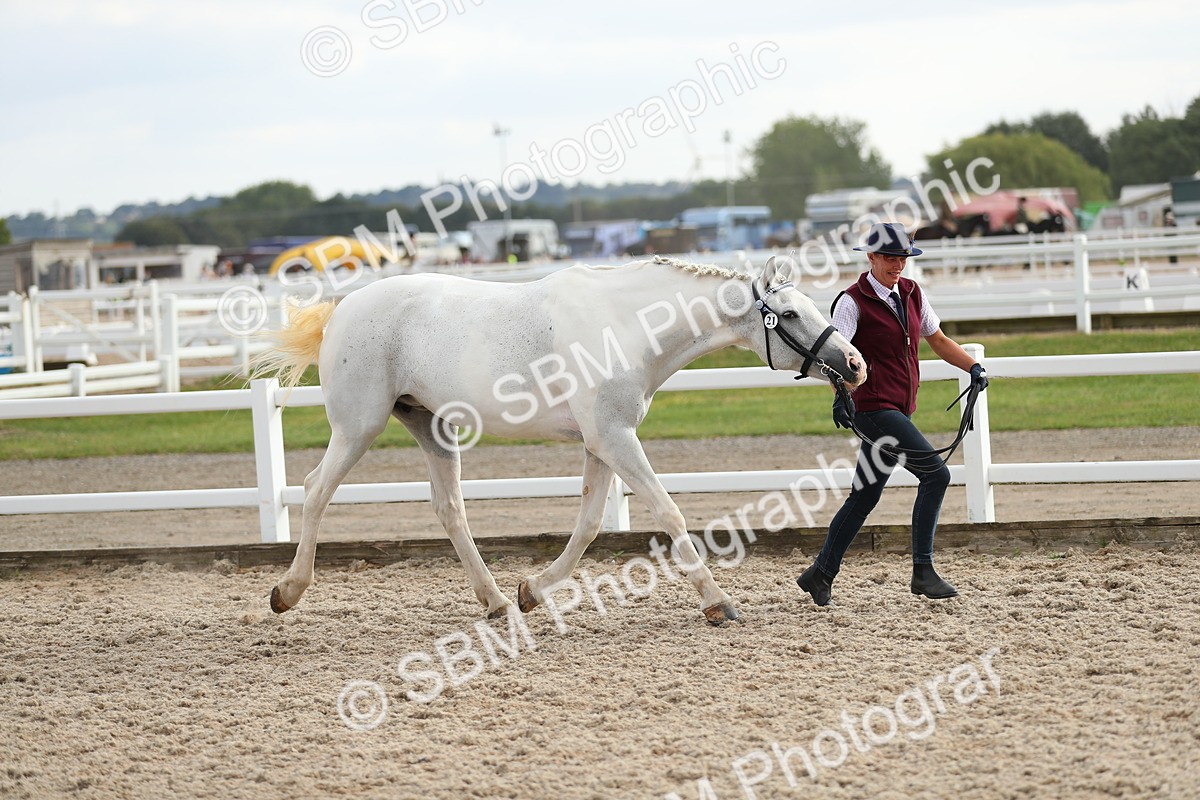 SBM_08555 - Class 28 - IH Veteran Horse