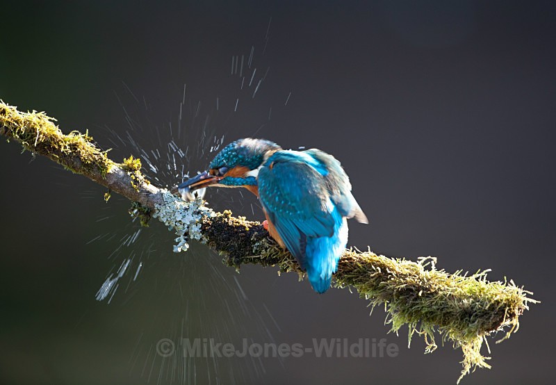 KINGFISHER no 14 - KINGFISHERS