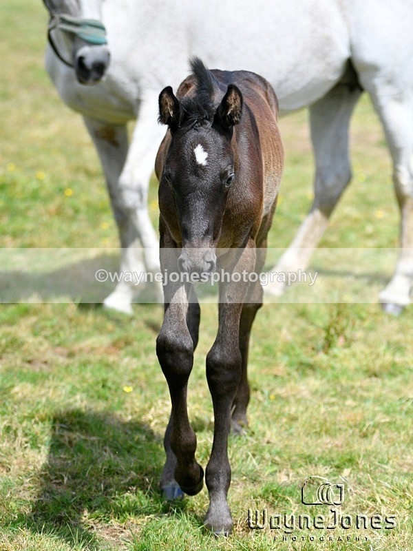 WJ5_4385 - Lyford Stud - Foals 01-06-25