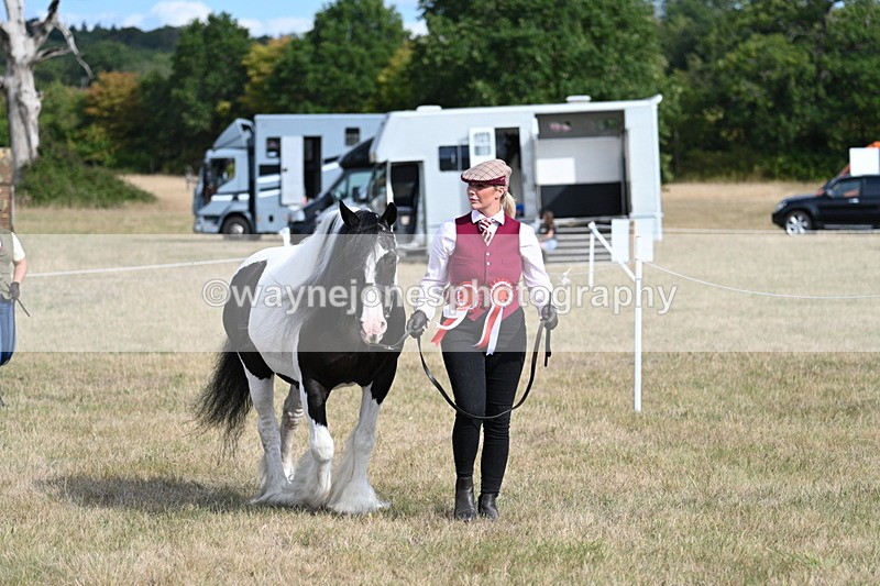 WJ7_8000 - In-hand Championship