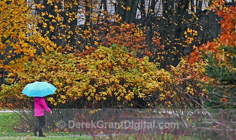 Rainy Weather - Autumn Foliage ~ Canada - Autumn Foliage