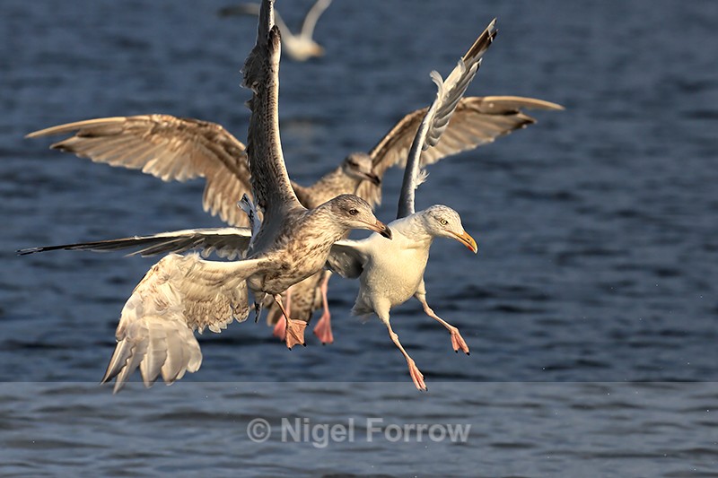 Herring Gulls jostling for position to grab food, Flatanger, Norway - Herring Gull