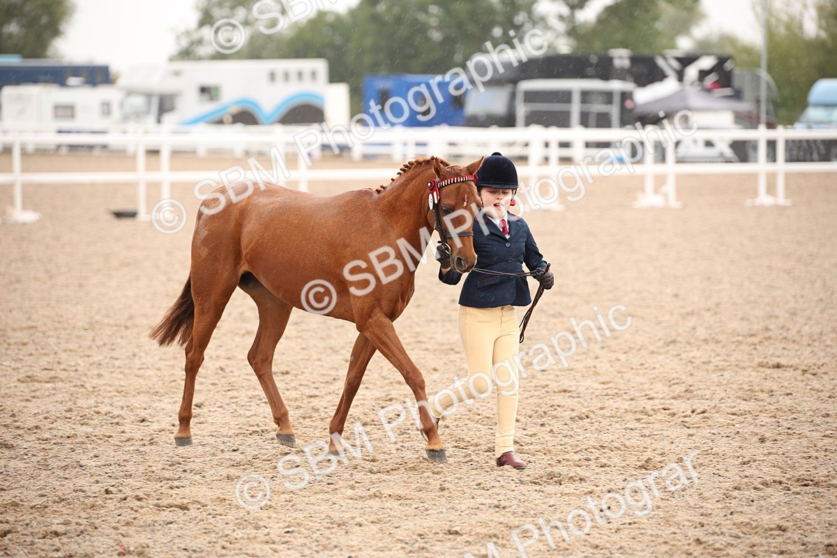 SBM_20133 - Class 702 - IH  Show Horse Pony