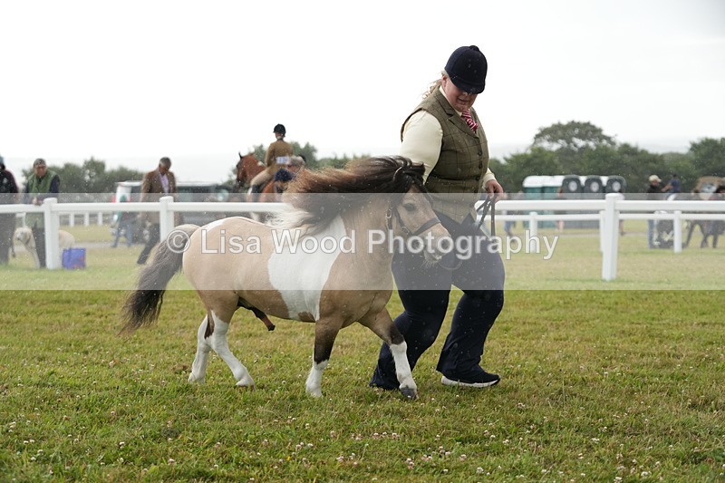 DSC04612 - Class 46: NPS Shetland Youngstock
