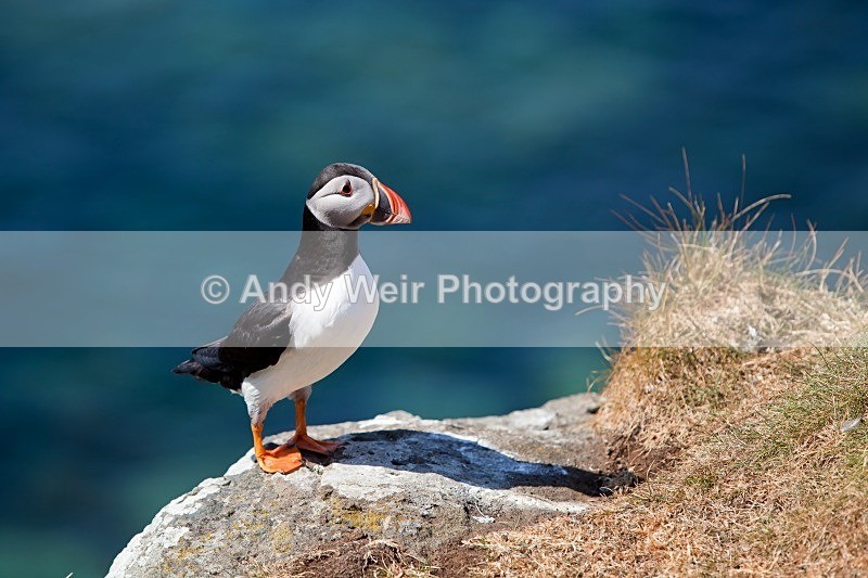20120531-_MG_0047 - Puffin