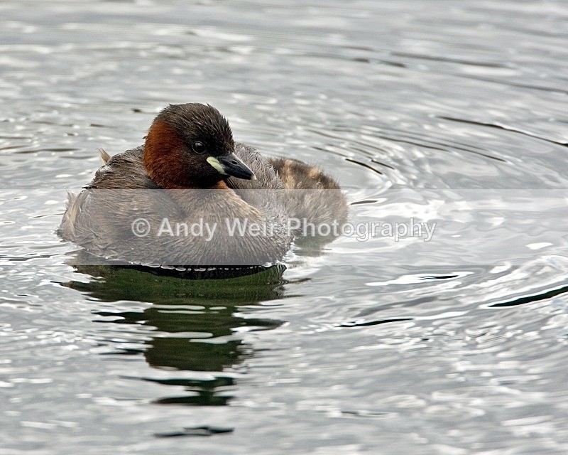 20080810-043 - Little Grebe