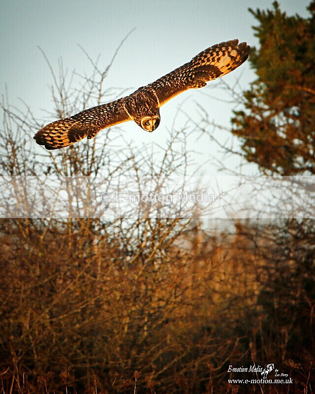 SP 041120 - 1380a - Nature