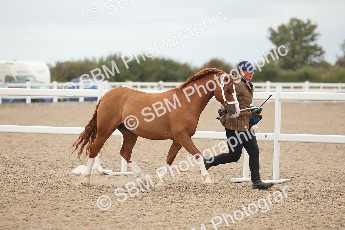 SBM_19471 - Class 317 - IH Pure Bred Horse-Pony