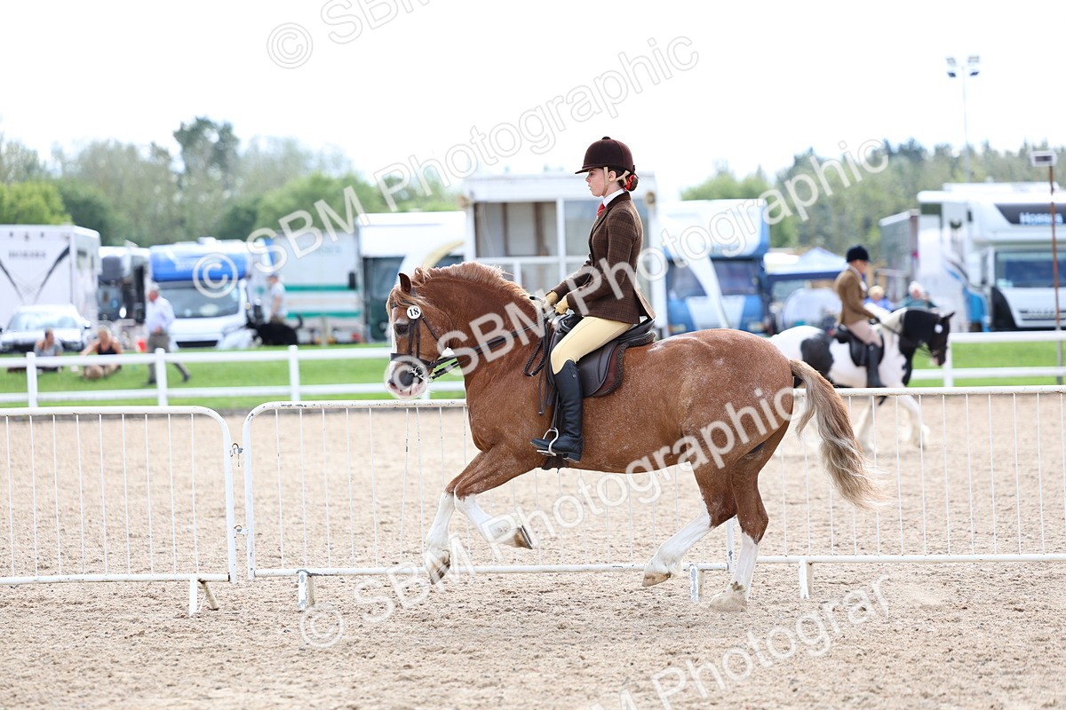 SBM_15805 - Class 314 - Family Horse - Pony