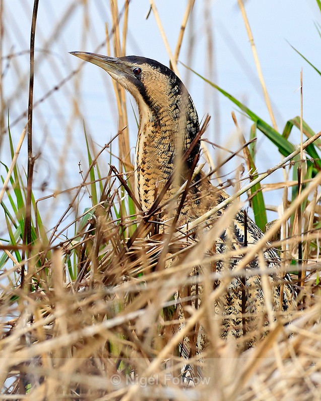 Bittern head visible above the reeds at Hatch Pond, Poole - Bittern