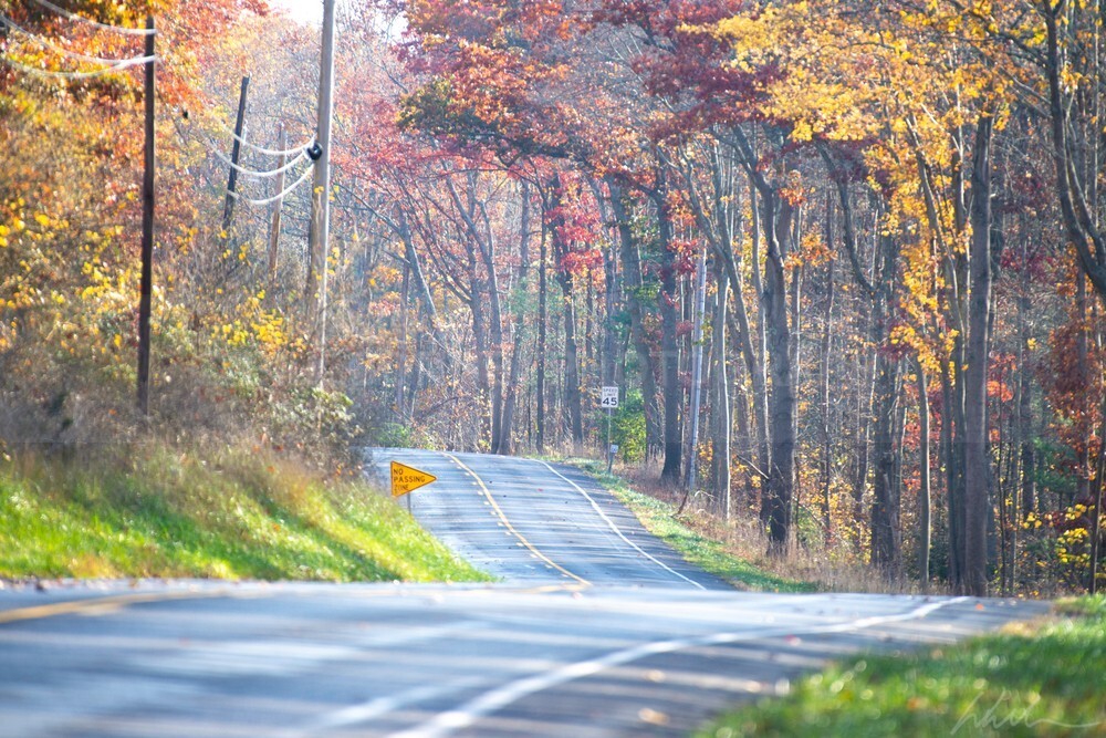 DSC_8376 - Autumn