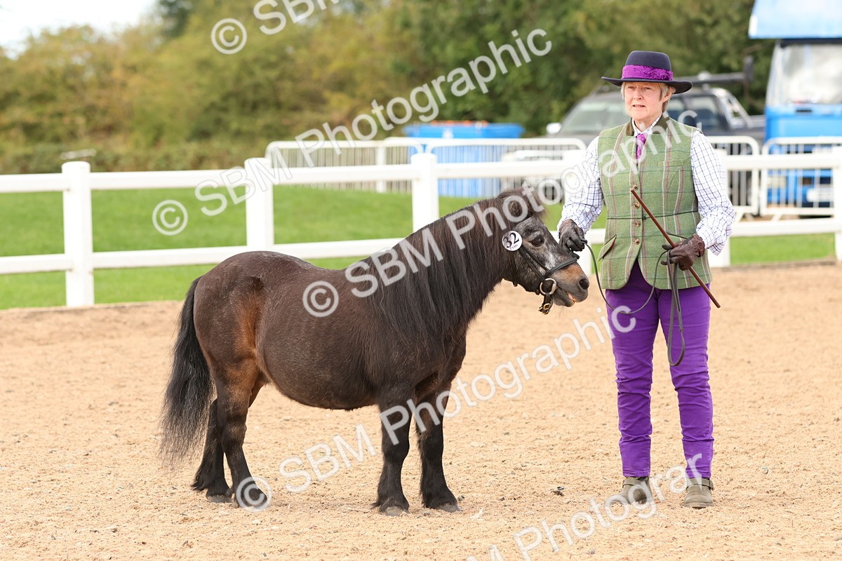 SBM_10303 - Class 206 - IH Non Show Type Pony