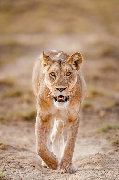 Lion Shompole, Kenya