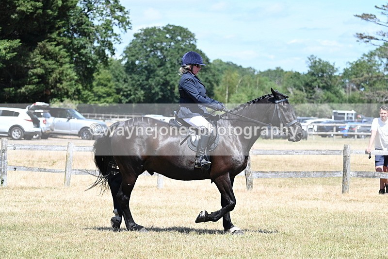 WJ7_2869 - Class 7 Riding Club Show Horse