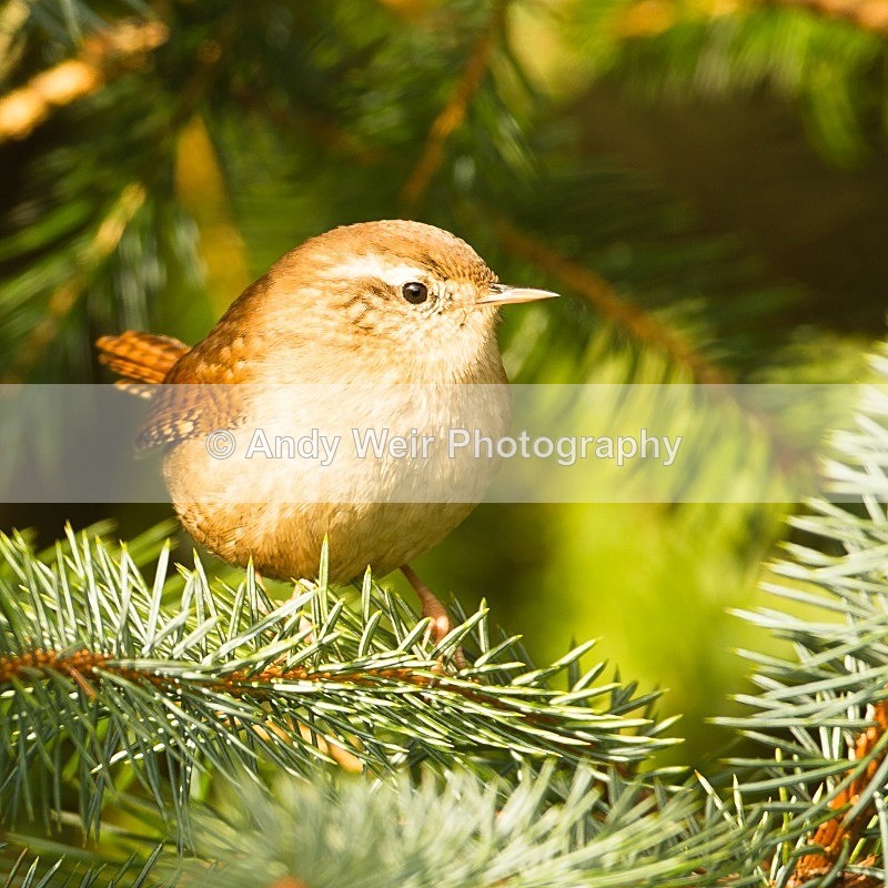 20121007-_MG_0749 - Wren & Goldcrest
