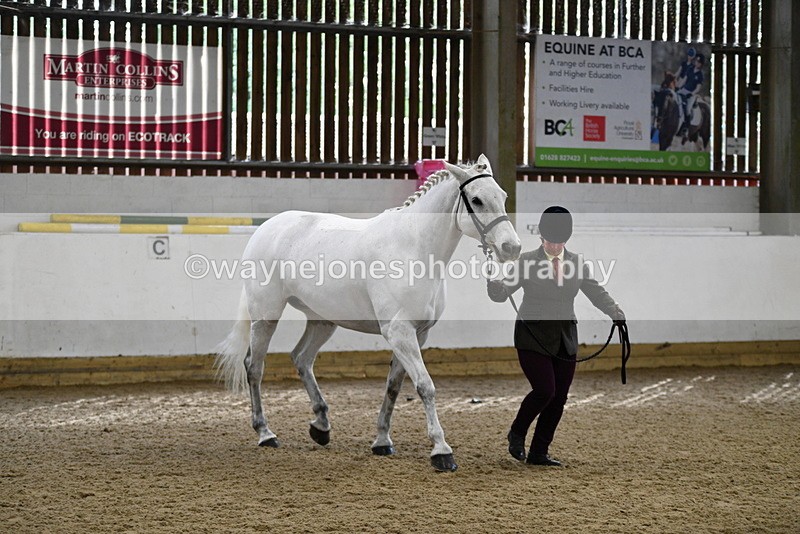 WJ5_4580 - Class 3 Part Bred In hand