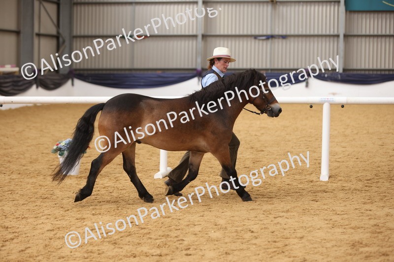 20260913-1738 - Class 115 - Gelding 4years and over