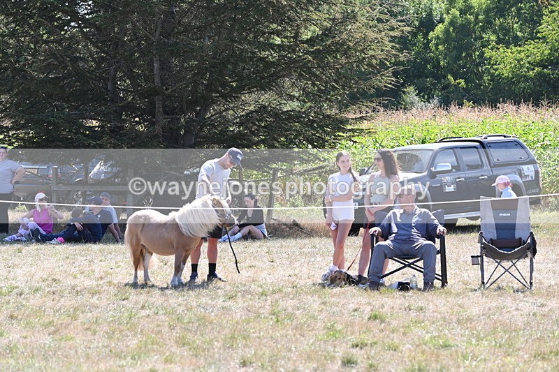 WJ6_8859 - Class 38 Ridden Riding Horse/Pony