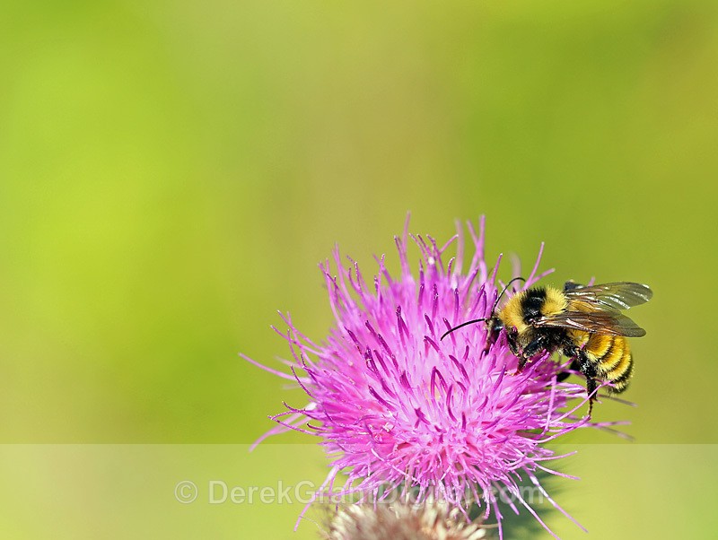 Bombus borealis - Northern Amber Bumble Bee - Bees, Beetles, Bugs
