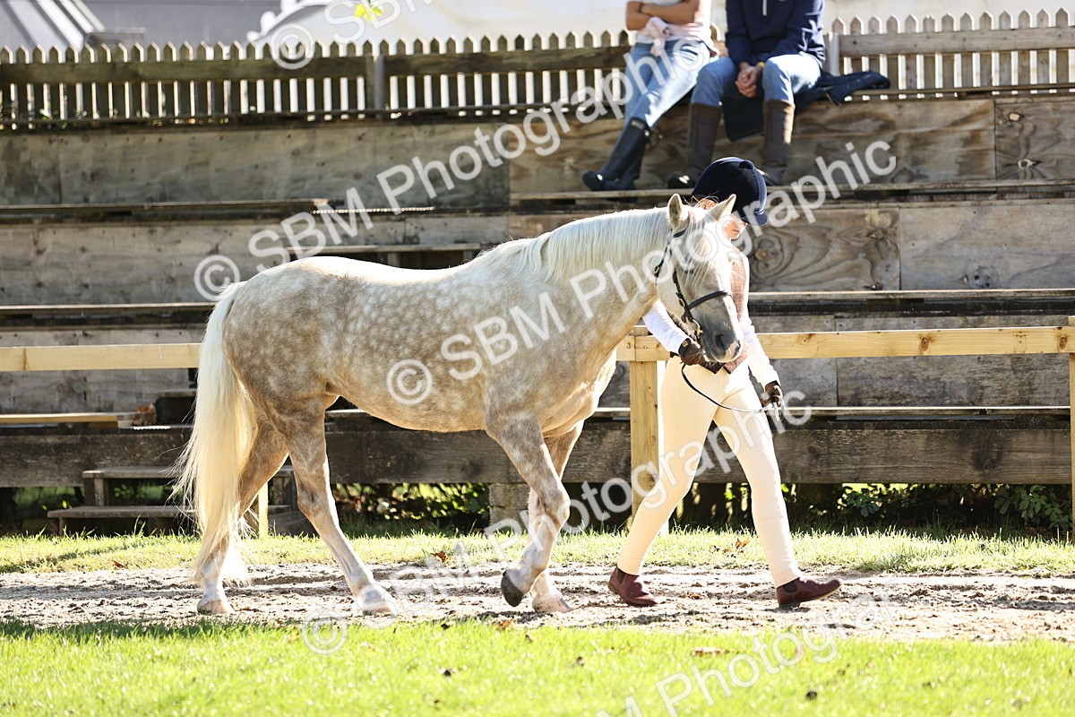 SBM_15933 - S1 - TSR in Hand Horse & Pony Showing