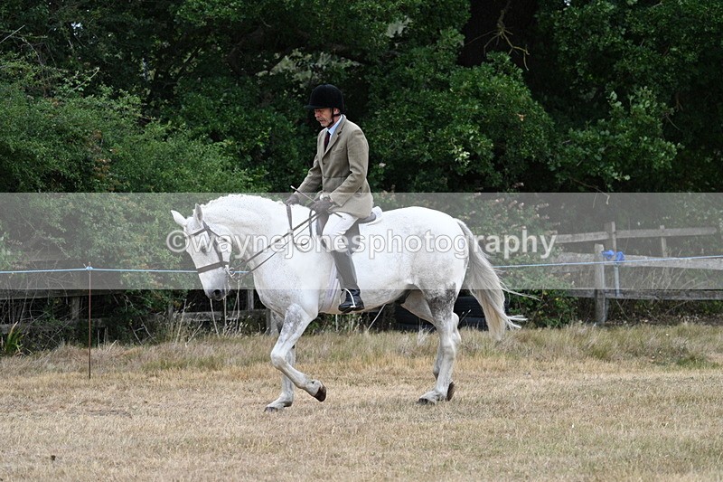 WJ7_0906 - Class 7 Riding Club Show Horse