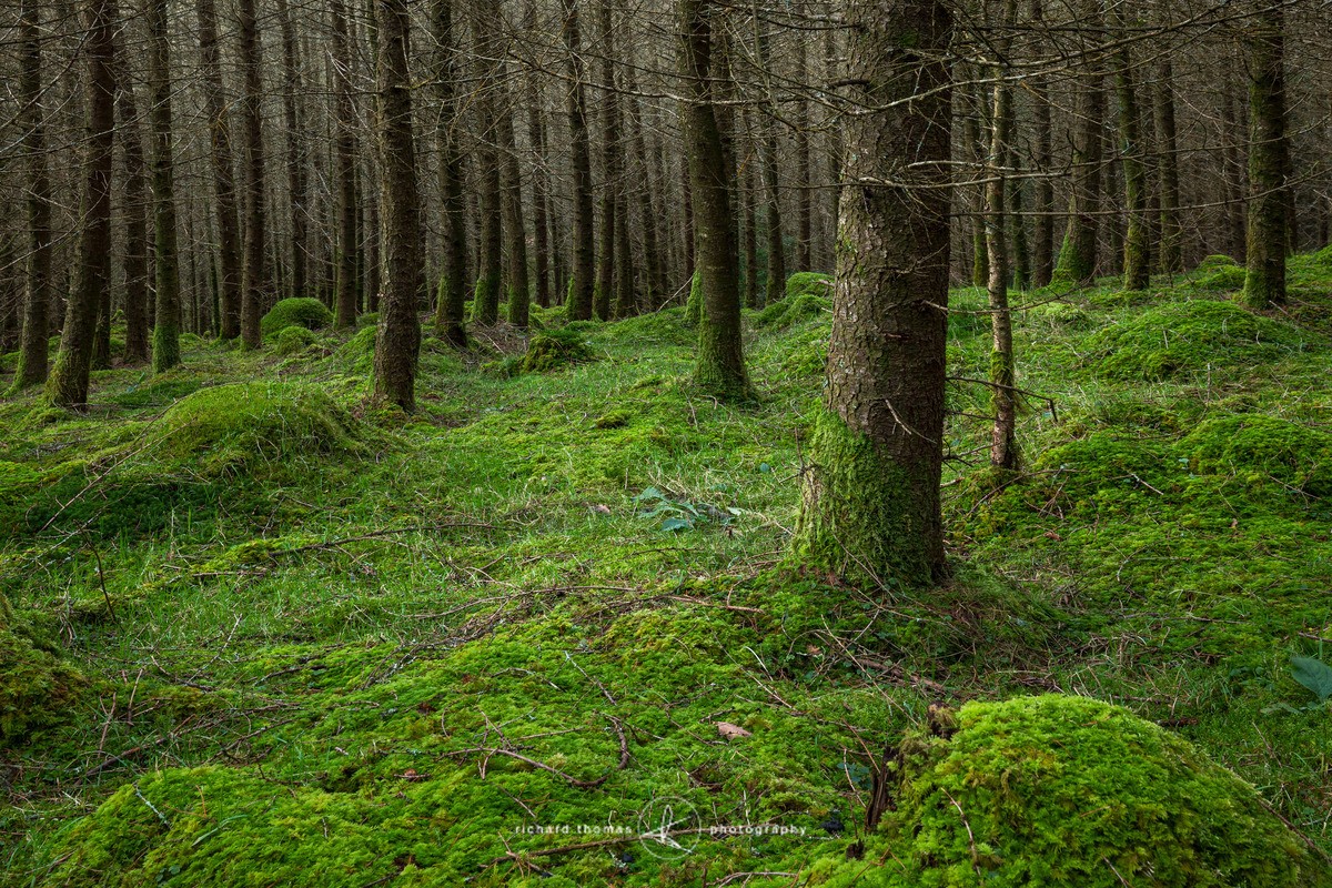 A Kings carpet - Woodland