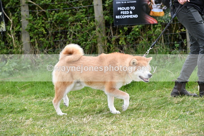 WJ5_9980 - Class 5 Best Veteran / 7 years & over