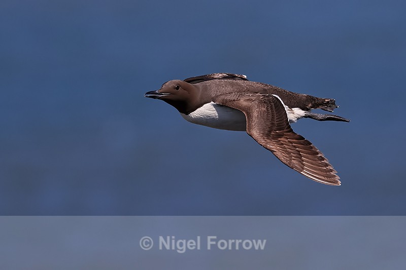 Guillemot in flight, Flamborough Head, Yorkshire - Guillemot