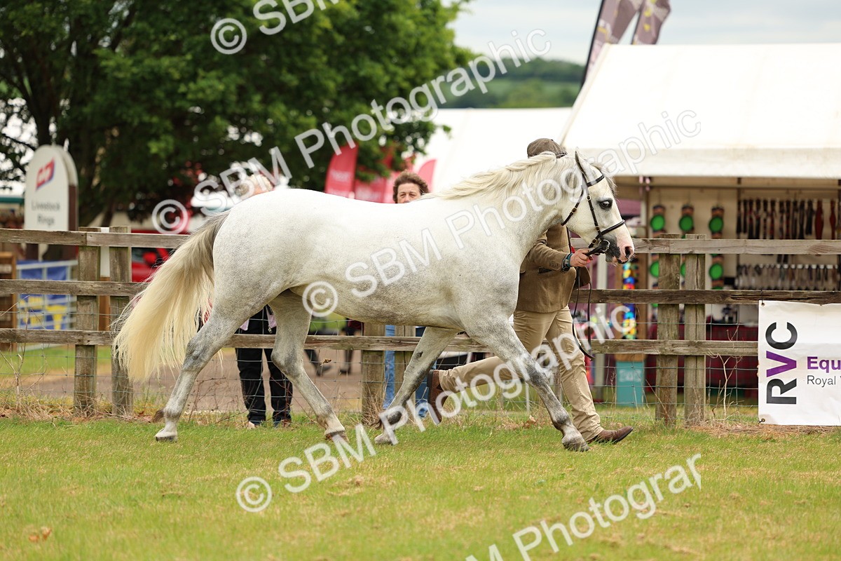 SBM_04136 - Class 64-67 - Shetland Pony In Hand