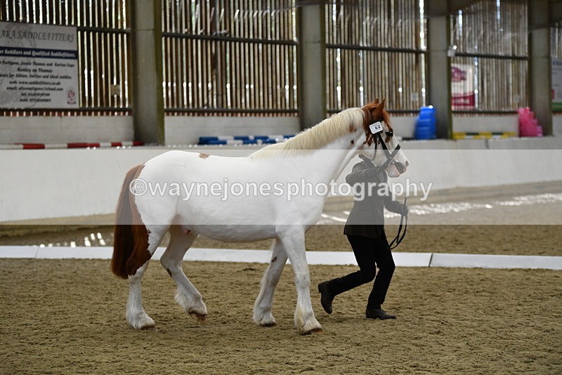 WJ5_5064 - Class 7 In hand coloured / odd coloured