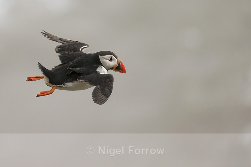 Puffin glides past, close view, Bempton Cliffs, Yorkshire - Puffin