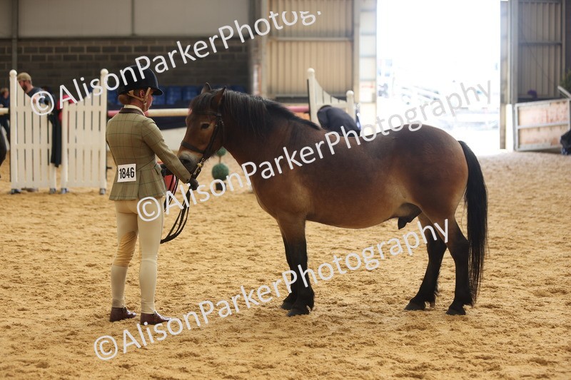 20260913-1723 - Class 115 - Gelding 4years and over