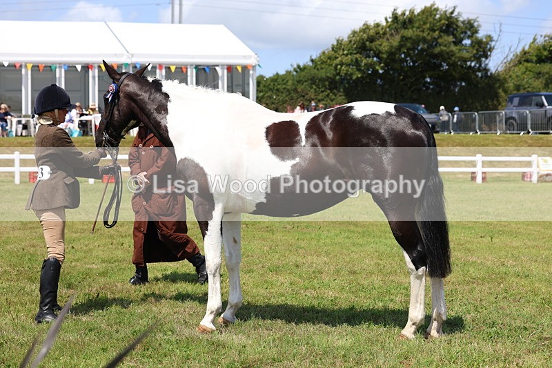 3E7A1212 - Class 8: Open Riding Horse/Hack