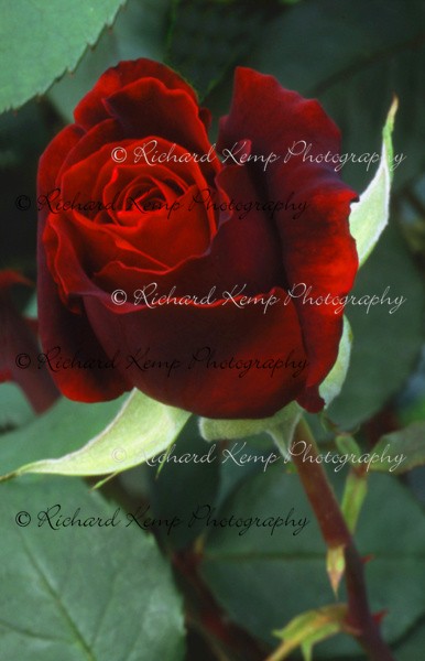 Papa Meilland H.T. Rose - Fine Art