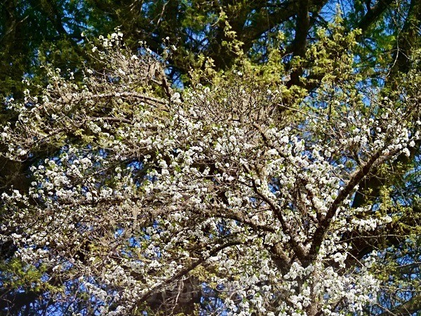 Blossom In My Garden - NEW GALLERY AS A SOUTH AFRICAN RESIDENT