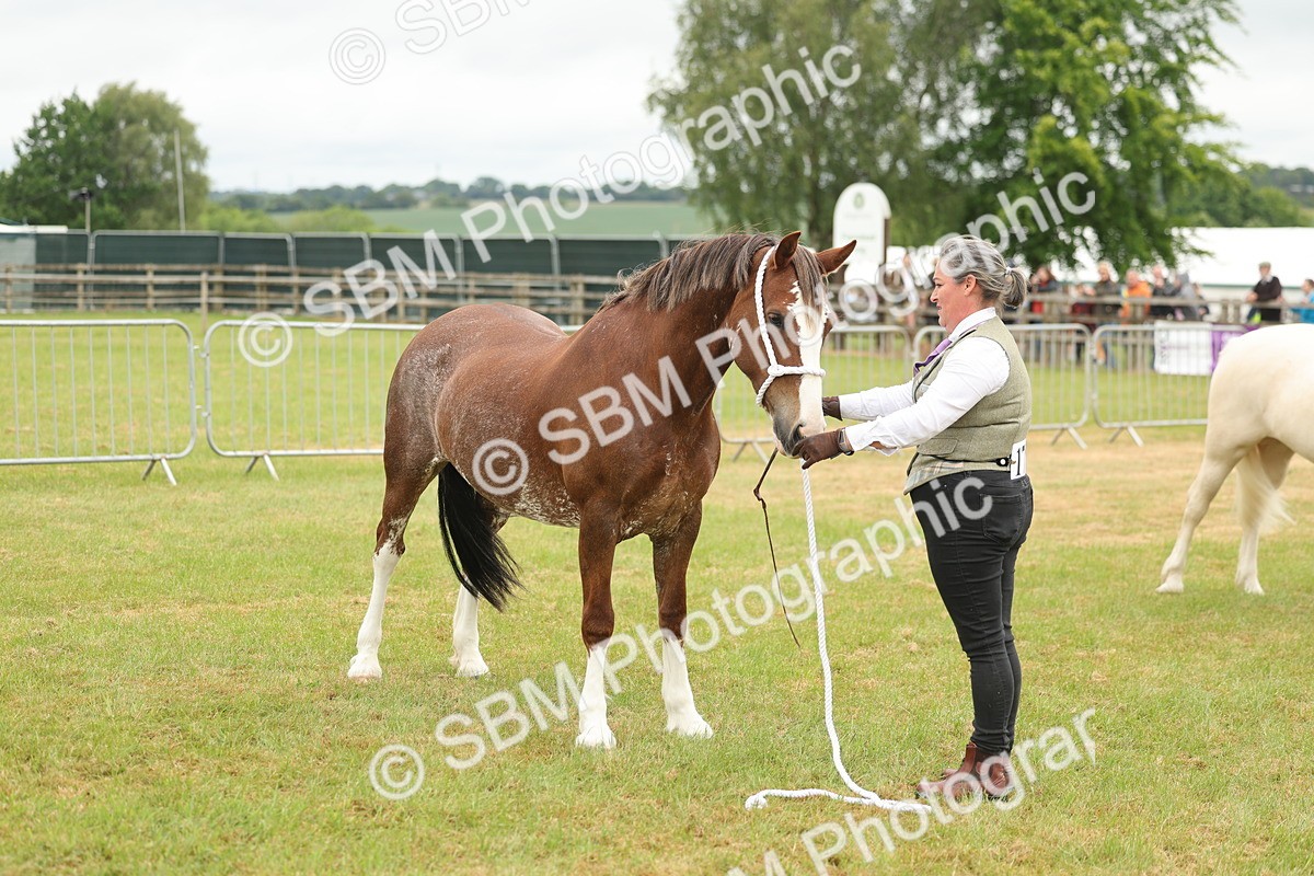 SBM_02404 - Class 50-57 - M&M Welsh Pony In Hand