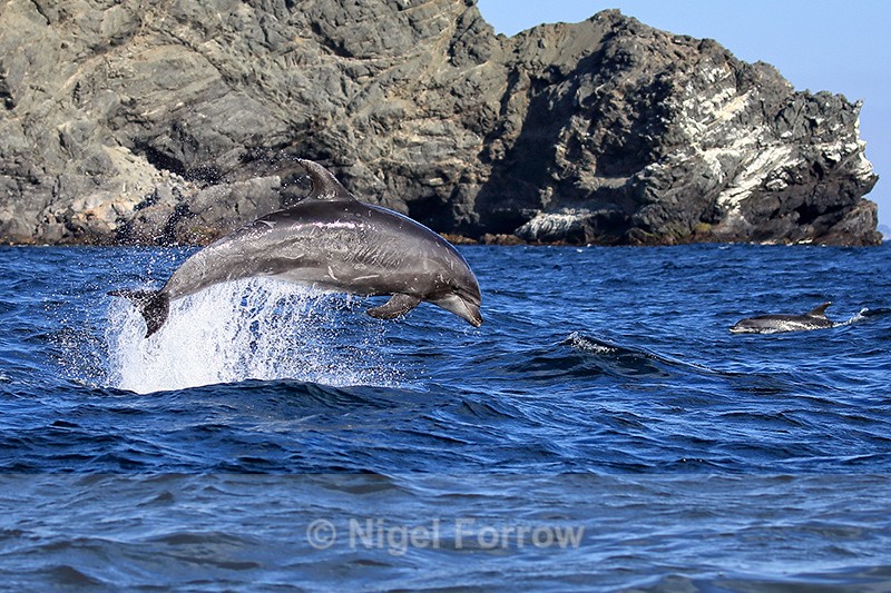Bottlenose Dolphin jumping, Chanaral Island, Chile - Dolphin