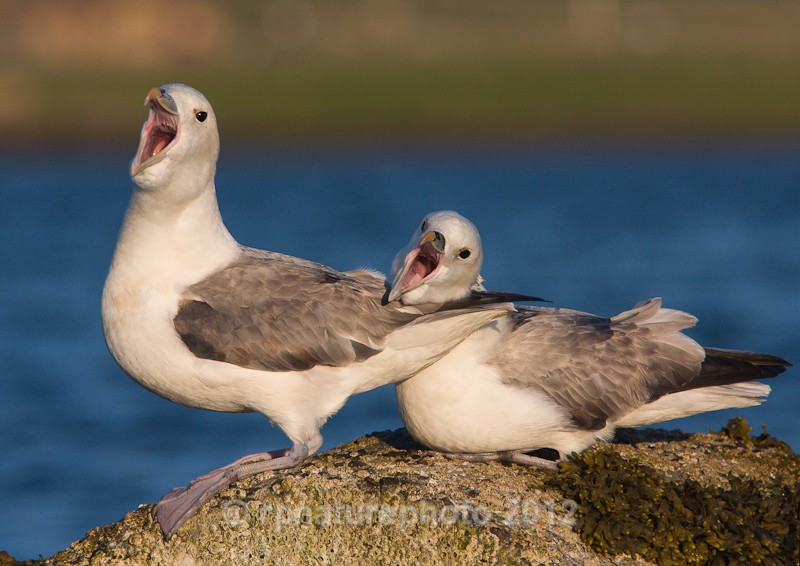 Fulmars - Fulmarus glacialis RPNP0104 - Birds