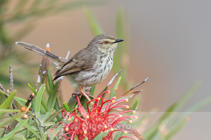 Karoo Prinia on red flower, Simon's Town, South Africa - Karoo Prinia