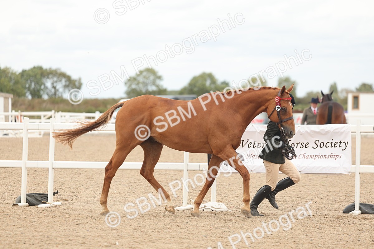 SBM_17079 - Class 313 - IH Retired Racehorse