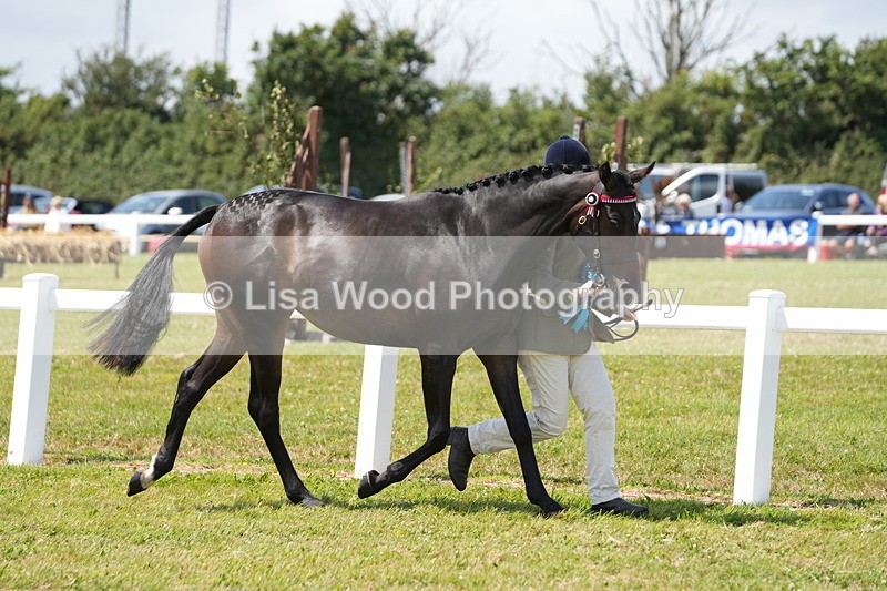DSC06320 - Class 54: Hunter/Riding Horse/Hack 1 & 2 yr olds