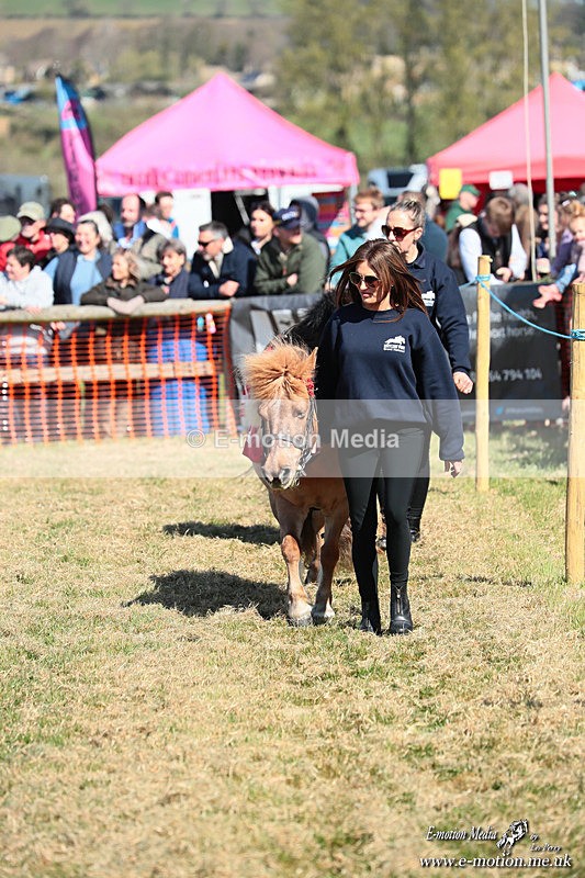 Shet 060426 28 - Shetland Pony Racing Paxford Races Easter Mon 06/04/26