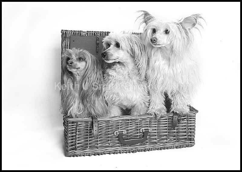 2SKJ5025 - Portraiture