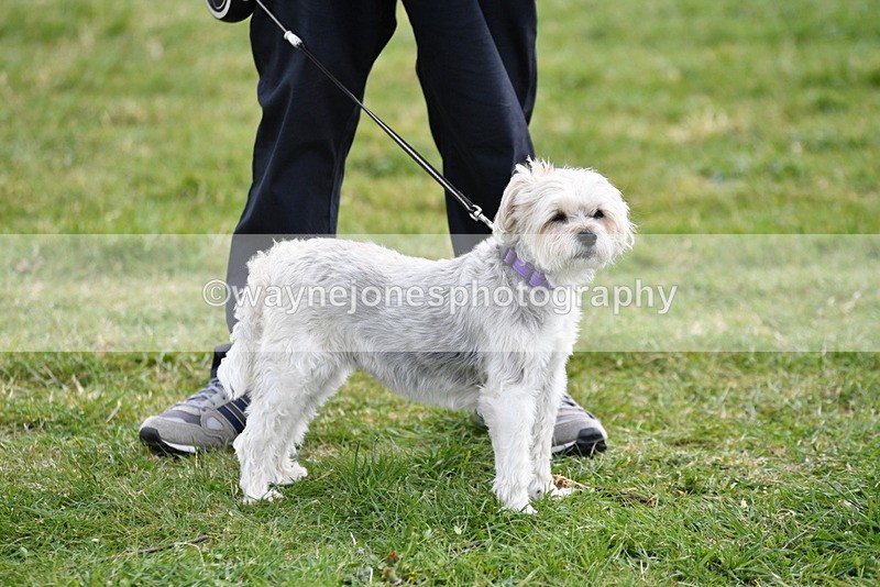 WJ5_0178 - Class 5 Best Veteran / 7 years & over