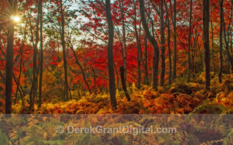 Autumn Abstract - Autumn Foliage