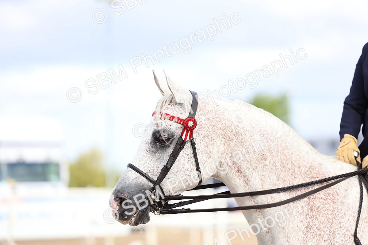 SBM_09167 - Class 303 - Ridden Pure Bred Horse Pony
