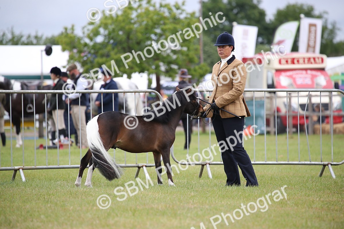 SBM_03704 - Class 23-25 - British Miniature Horse of the Year