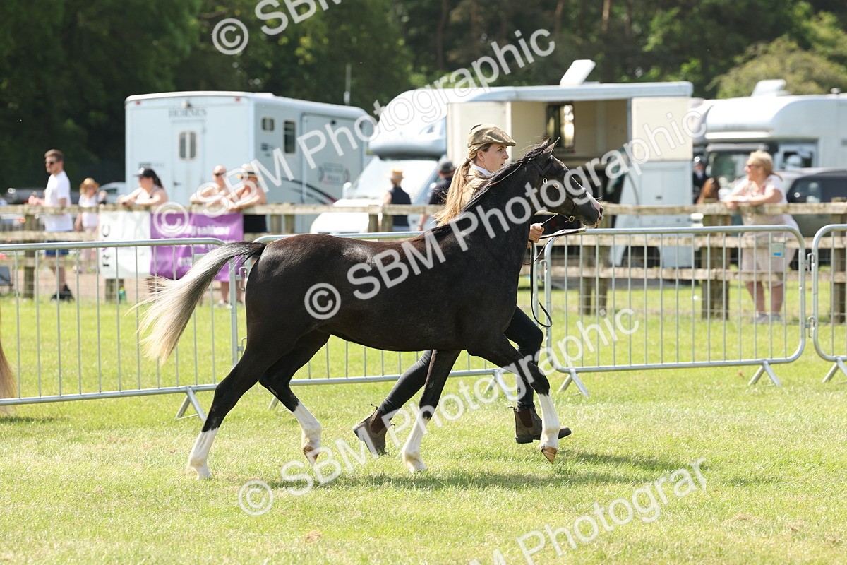 SBM_02403 - Class 6-13 - Mountatin and Moorland In Hand Welsh Breeds