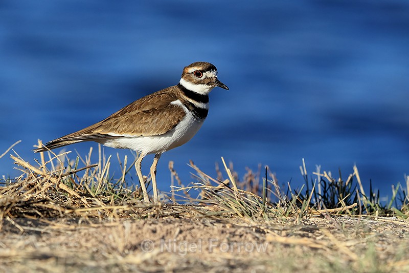 Killdeer, Bosque del Apache, New Mexico - Killdeer